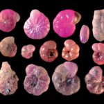 Foraminifera