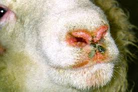 Bluetongue disease