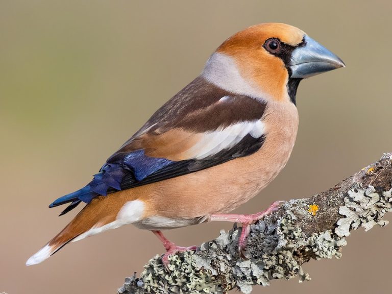 Hawfinch Bird