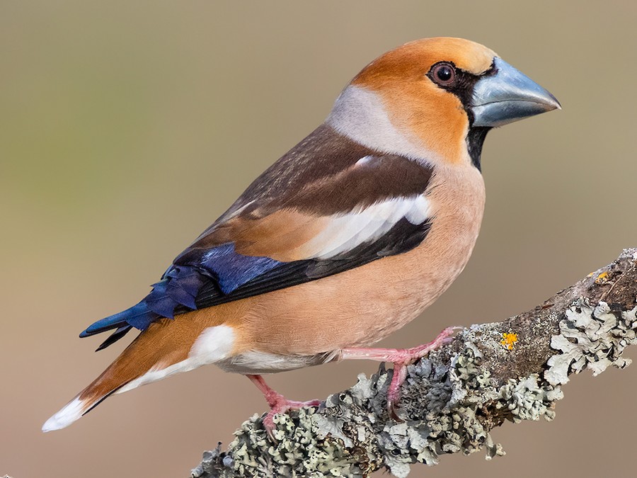 Hawfinch Bird