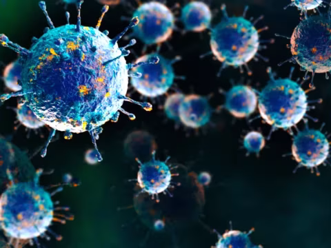 Shamonda virus