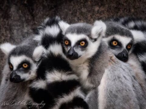 World Lemur Day