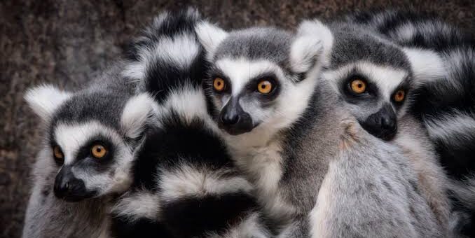 World Lemur Day