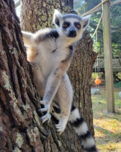 World Lemur Day
